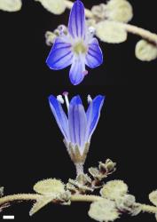 Veronica lilliputiana. Flowers. Scale = 1 mm.
 Image: P.J. Garnock-Jones © P.J. Garnock-Jones CC-BY-NC 3.0 NZ